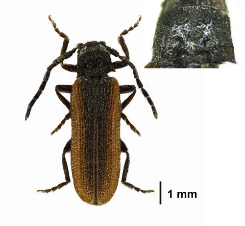 Omalisus fontisbellaquei